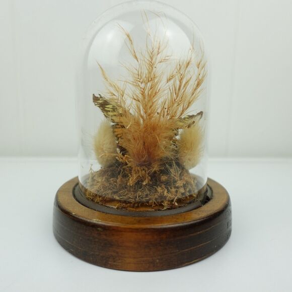 Monarch Butterfly Under Glass Dome Mounted on a Wood Base - Picture 3 of 8